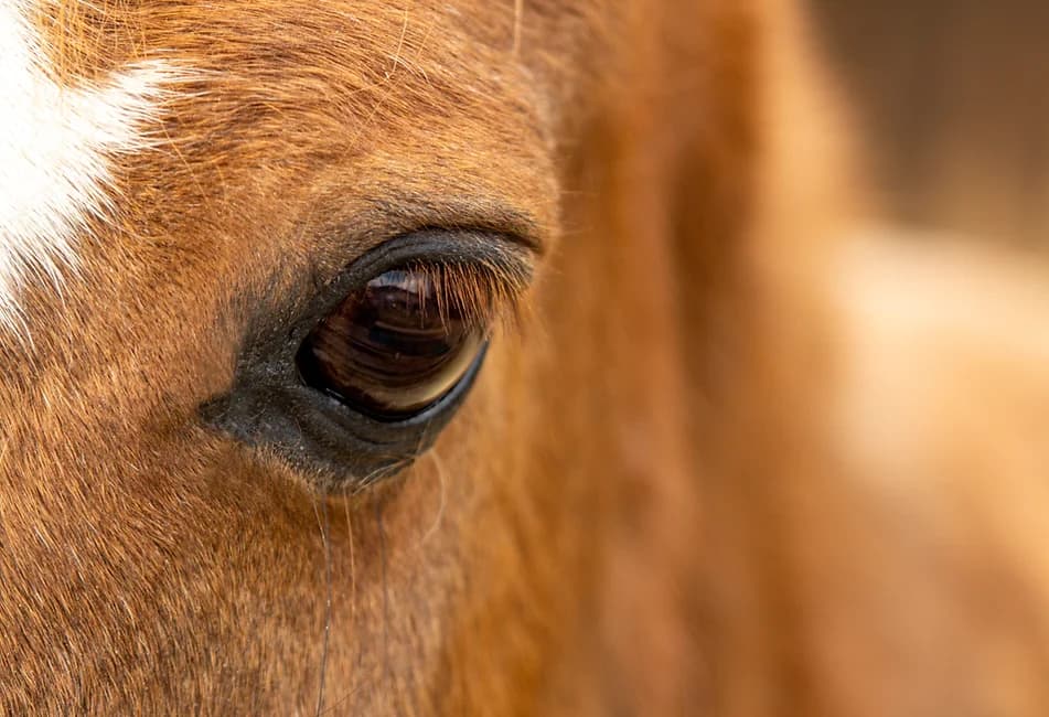 Eschenhof Althütte Heilpädagogisches Reiten